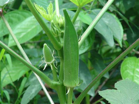 File:Hong Kong Okra Aug 25 2012.JPG - Wikimedia Commons