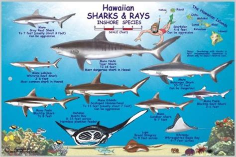 Hawaiian Sharks and Rays Offshore and Inshore Species by Frankos Maps ...