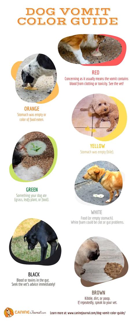 Dog Vomit Color Guide: What Does Your Dog's Vomit Says About Their Health?