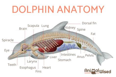 Dolphin Characteristics - Anatomy, Behavior and Communication