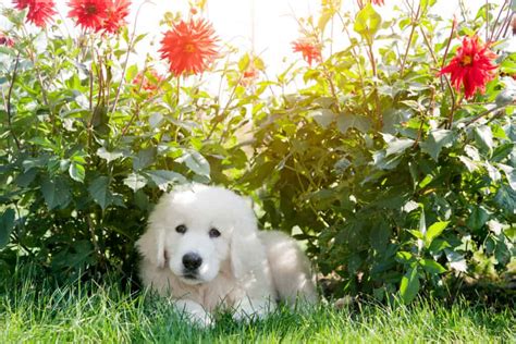 Polish Tatra Sheepdog - A-Z Animals