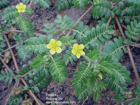 Washington State Noxious Weed Control Board