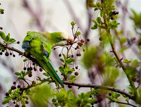 Monk Parakeet | Audubon Field Guide