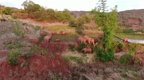 China’s Wandering Elephants Headed Home? - Videos from The Weather Channel