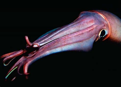 Giant Squids: Find out about their characteristics and much more