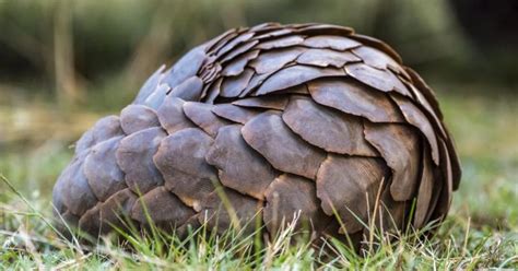 Farmers Set Aside Land After Pangolins Come Out of Hiding