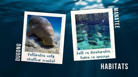 Dugong vs Manatee – 6 Ways to Tell the Difference