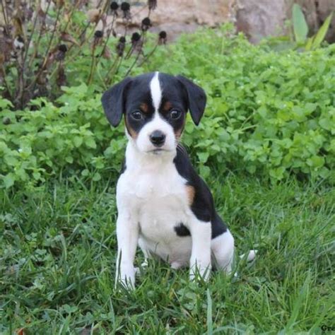 Fox Terrier Mix Puppies For Sale | Greenfield Puppies