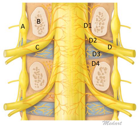 Lumbar Vertebrae Anatomy