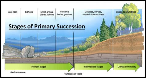 Ecological Succession - Primary & Secondary Succession - Study Wrap