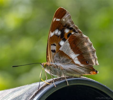 Female Purple Emperor | Using my macro lens and turned aroun… | Flickr