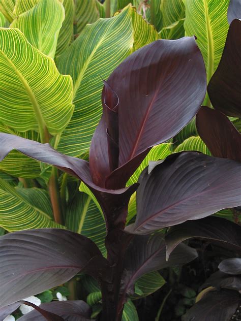 Canna Lily "Tropicana Black". | Plants, Sun plants, Foliage plants