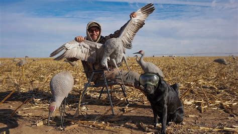 Hunting Giant Texas Sandhill Cranes!! (Catch Clean Cook) - YouTube