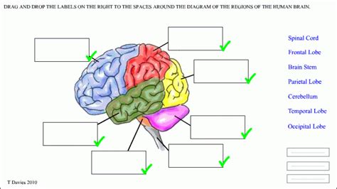 brain parts worksheet | Brain parts, Brain diagram, Brain mapping