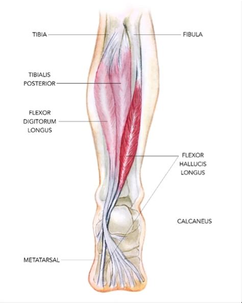 Sports Injury Bulletin - Anatomy - The Flexor Hallucis Longus