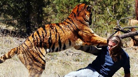 Tiger Attack Human | Most Dangerous Tiger Attack Caught On Camera Part ...