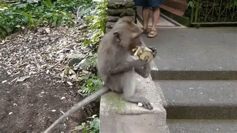 Animated Gif Monkey Eating Banana Gif