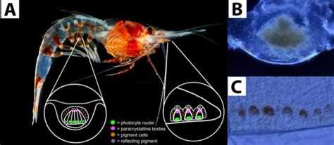 Deep-sea shrimp are covered in organs that see light | FIU News ...