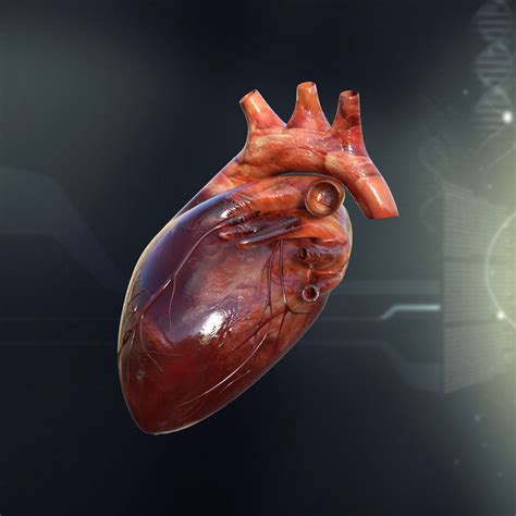 25+ Anatomy Body Heart PNG | anatomyco