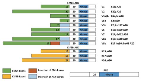 kras mutation test for codon 12, 13, 59, 61, 117, 146