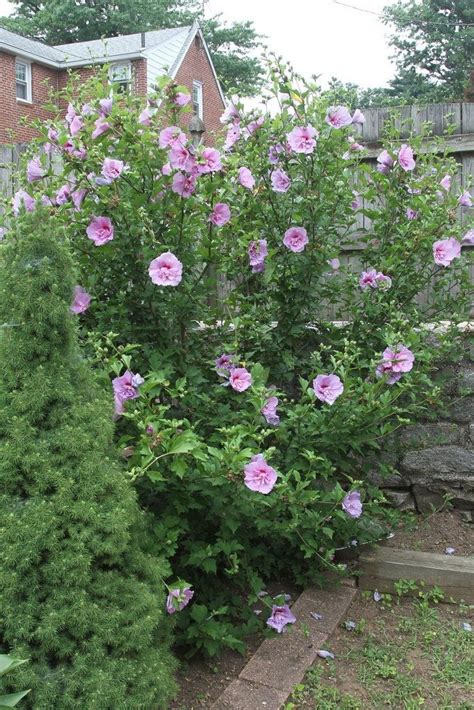 Rose Of Sharon Pruning – How And When To Prune Rose Of Sharon