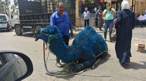 Lebanon: 'Election camel' painted blue, outrage then apology ensue