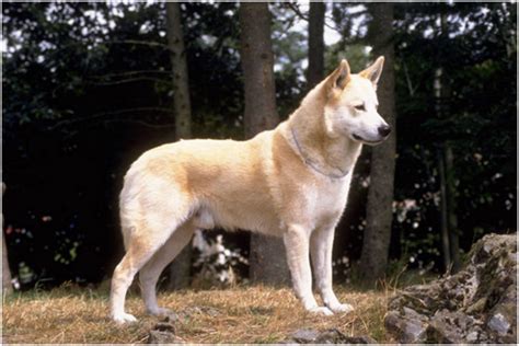 Canaan Dog - Breeders, Puppies, Facts, Pictures, Temperament, Price ...