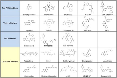 Selected small molecule inhibitors of autophagy. Autophagy inhibitors ...