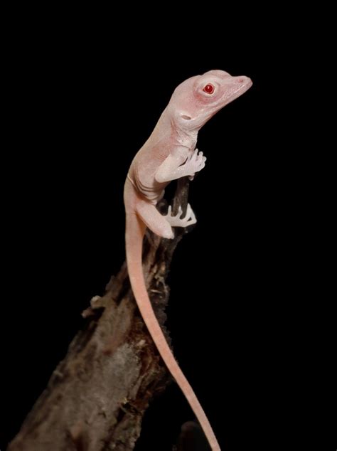 Albino Lizard [IMAGE] | EurekAlert! Science News Releases