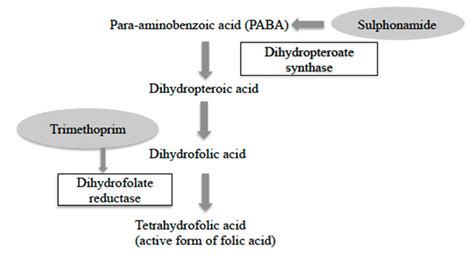 Sulfonamides Mechanism Of Action