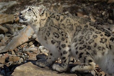 Snow Leopard Checking Prey Photograph by David Garcia-Costas - Pixels