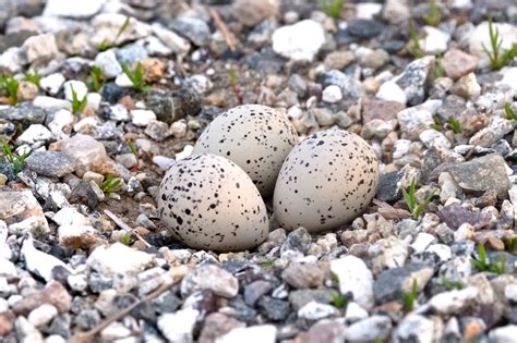 Piping Plover Good Harbor Beach Parking Lot Nest Three Eggs Gtime ...