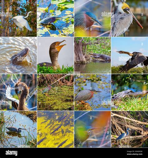 collection of birds and animals in the Everglades National Park ...