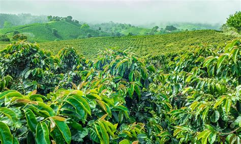 3 Destinations for a Coffee Plantation Vacation | The Travel Team