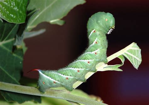 EnviroTip #1: Tomato Hornworms: Feeling The Love - The Resilient Activist