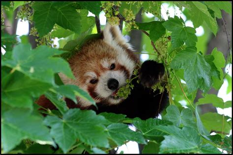 red pandas eating berries - Google Search | Panda's