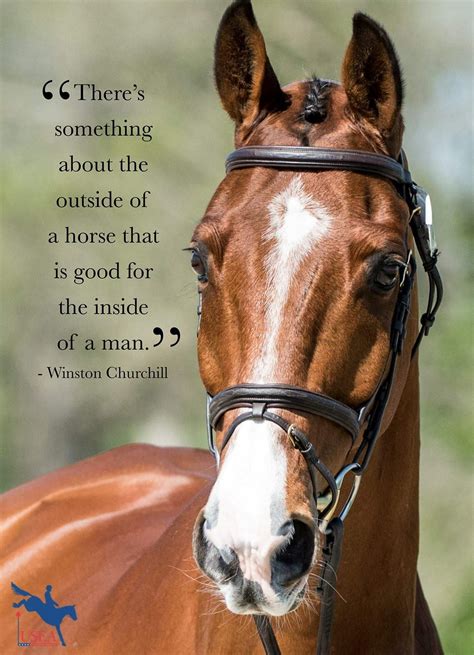 Pin by Tiegan Hamilton on Horse | Horse riding quotes, Cute horse ...