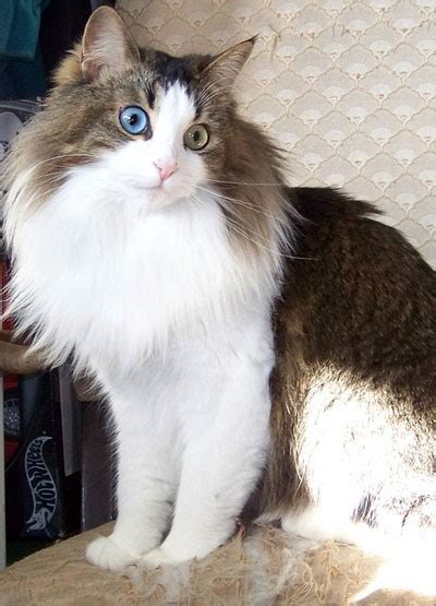 Beautiful Odd-eyed Cat Rescued from Car, Found Hope - Love Meow