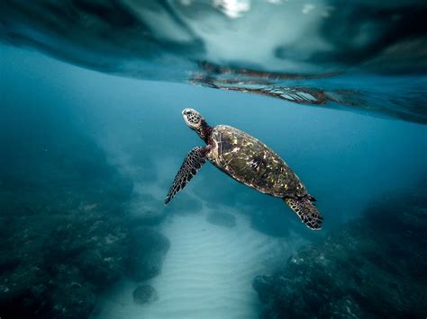 Underwater photo of a turtle image - Free stock photo - Public Domain ...