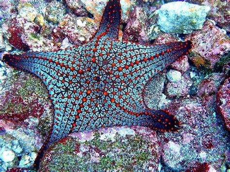 redcushionseastar | Tumblr