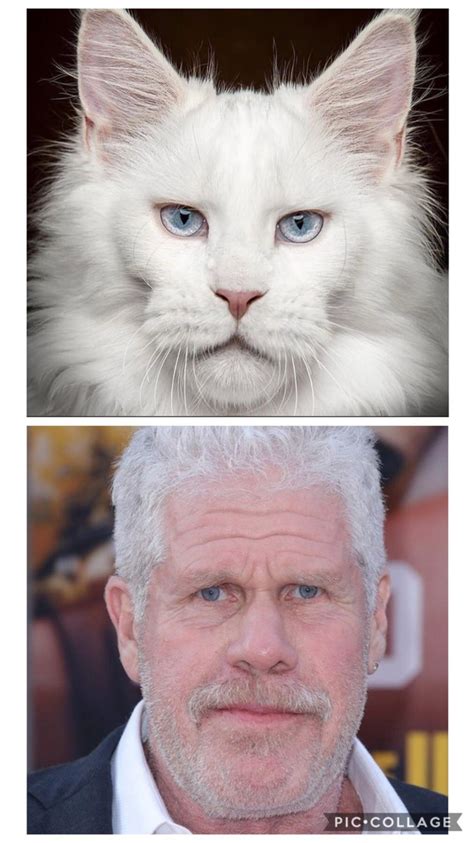 This cat looks like Ron Perlman - Meme Guy