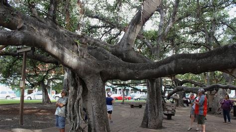 Ring by ring, majestic banyan tree in heart of fire-scorched Lahaina ...