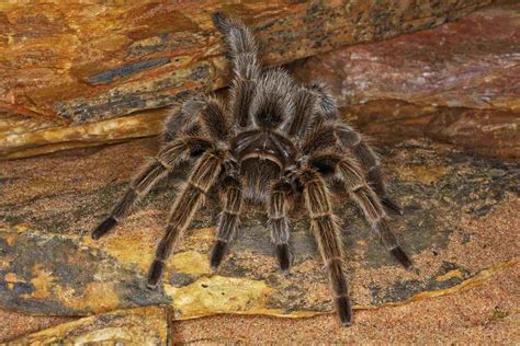 10 Best Tarantula Species to Keep as Pets