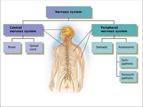 Peripheral Nervous System Diagram | Anatomy Picture Reference and ...