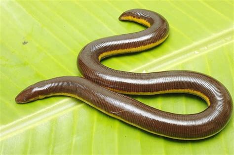 Caecilians: Strange Amphibians That Look Like Earthworms - Owlcation