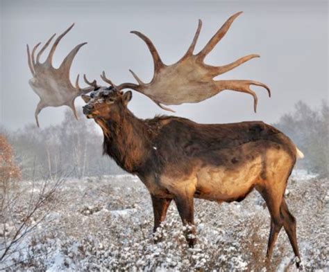 The extinct Irish Elk (Megaloceros giganteus) lived during the ...