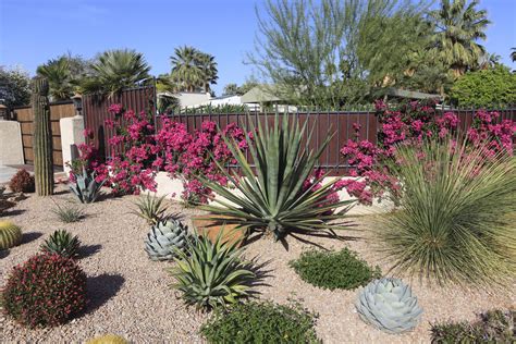 How to Protect Your Desert Plants and Trees From Frost