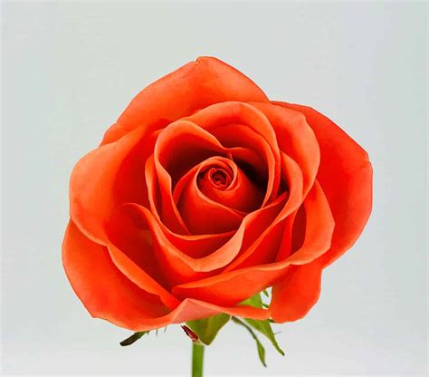 ORANGE CRUSH ROSE - 40CM - Wholesale Bulk Flowers - Cascade Floral