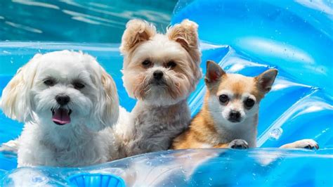 The 6 Best Dog Pool Floaties and Rafts for Summer Splashing