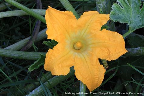 Only Male Flowers on Cucurbits? Give It Time! - Laidback Gardener